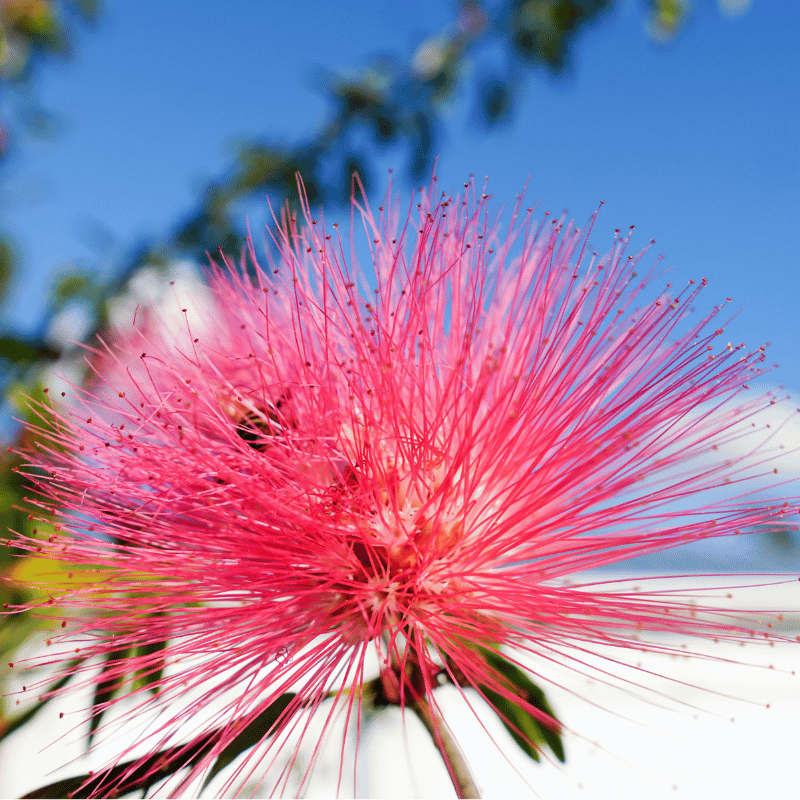 A pop of pink Garden specialists in Naples by Executive Lawn Care