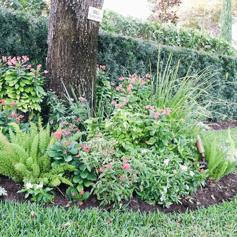 Green and lush Landscape redesign projects in Naples by Executive Lawn Care