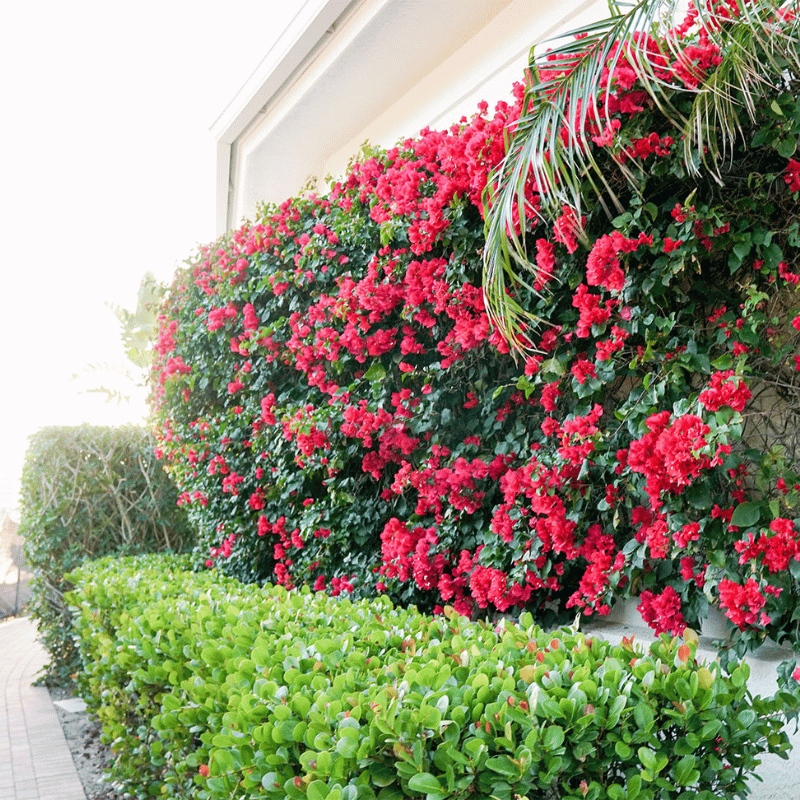 A wall awash in color Trellis in Naples by Executive Lawn Care