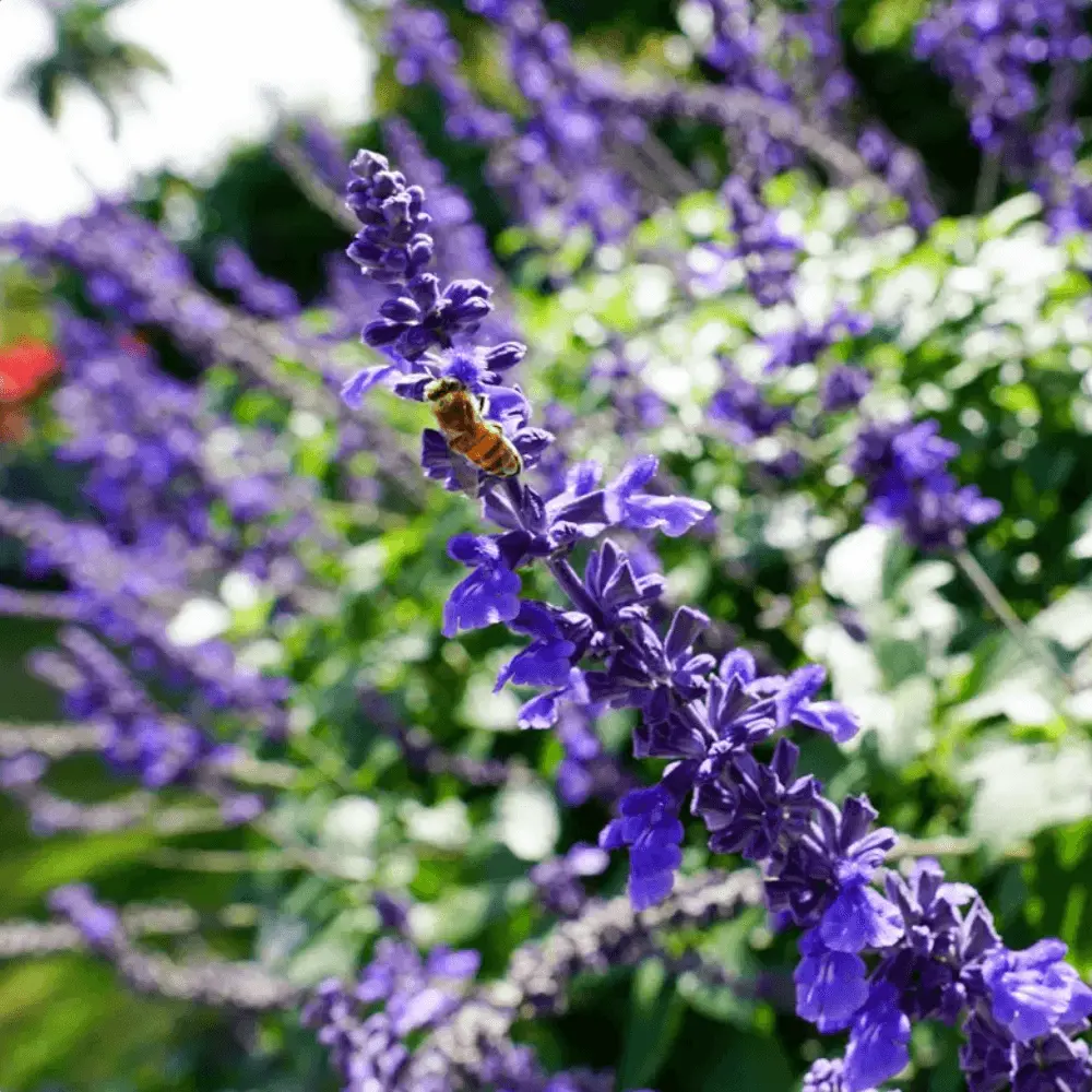 Garden landscaping in Naples by Executive Lawn Care