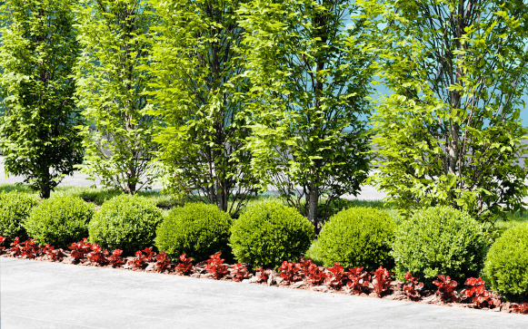 Elegant sideway landscape Commercial landscaping in Naples by Executive Lawn Care