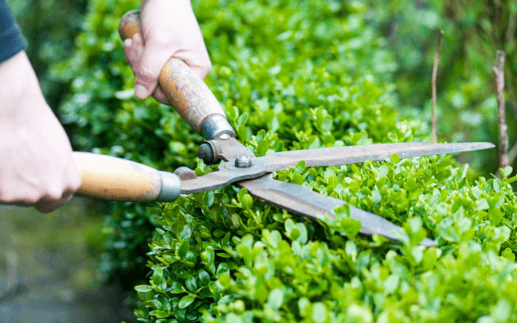 Professional lawn maintenance in Naples by Executive Lawn Care