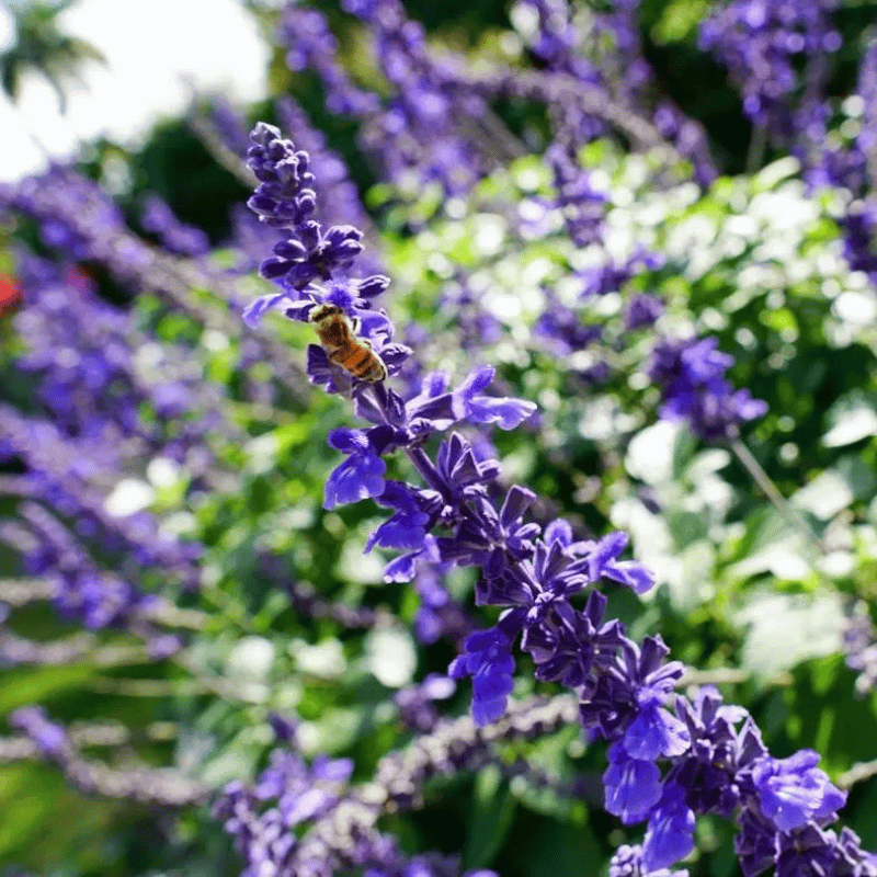 Honey bee on a purple flower Professional garden in Naples by Executive Lawn Care