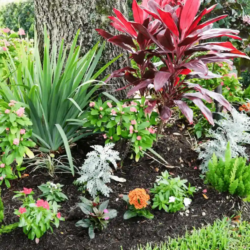 Ti plant garden landscaping in Naples by Executive Lawn Care